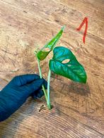 Monstera Siltepecana 3x stek, Huis en Inrichting, Kamerplanten, Ophalen of Verzenden, Overige soorten, Minder dan 100 cm