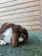 Konijn mannetje, Dieren en Toebehoren, Konijnen, Mannelijk, Hangoor, 0 tot 2 jaar