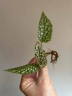 Begonia white ice, tiki carmen, gewortelde stekken, zie adv, Huis en Inrichting, Kamerplanten, Ophalen of Verzenden, Overige soorten