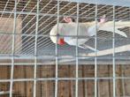 Te koop een mooie halsbandparkiet pop, Dieren en Toebehoren, Vrouwelijk, Parkiet, Geringd