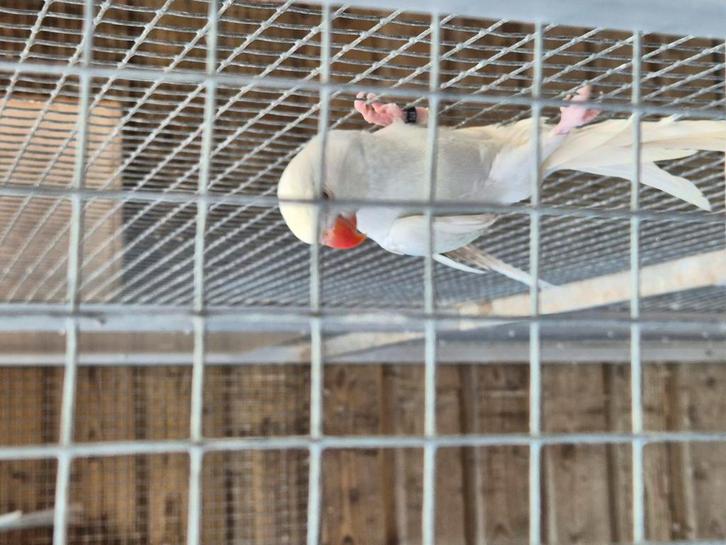 Te koop een mooie halsbandparkiet pop, Dieren en Toebehoren, Vogels | Parkieten en Papegaaien, Parkiet, Vrouwelijk, Geringd