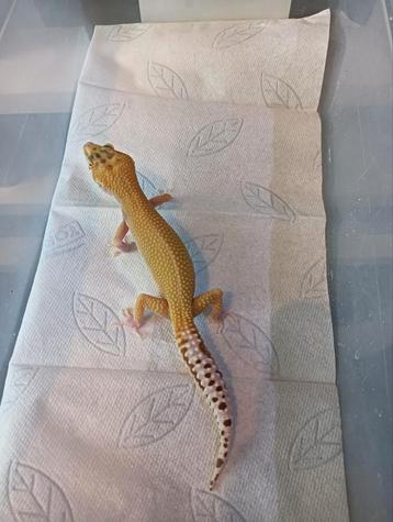 Luipaardgekko albino vrouw nk 24 beschikbaar voor biedingen