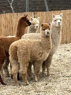 Gezocht parkdieren en sierpluimvee, Dieren en Toebehoren, Overige Dieren, December, Meerdere dieren