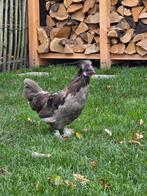 Prachtig haantje zoekt goed tehuis, Dieren en Toebehoren, Mannelijk, Kip