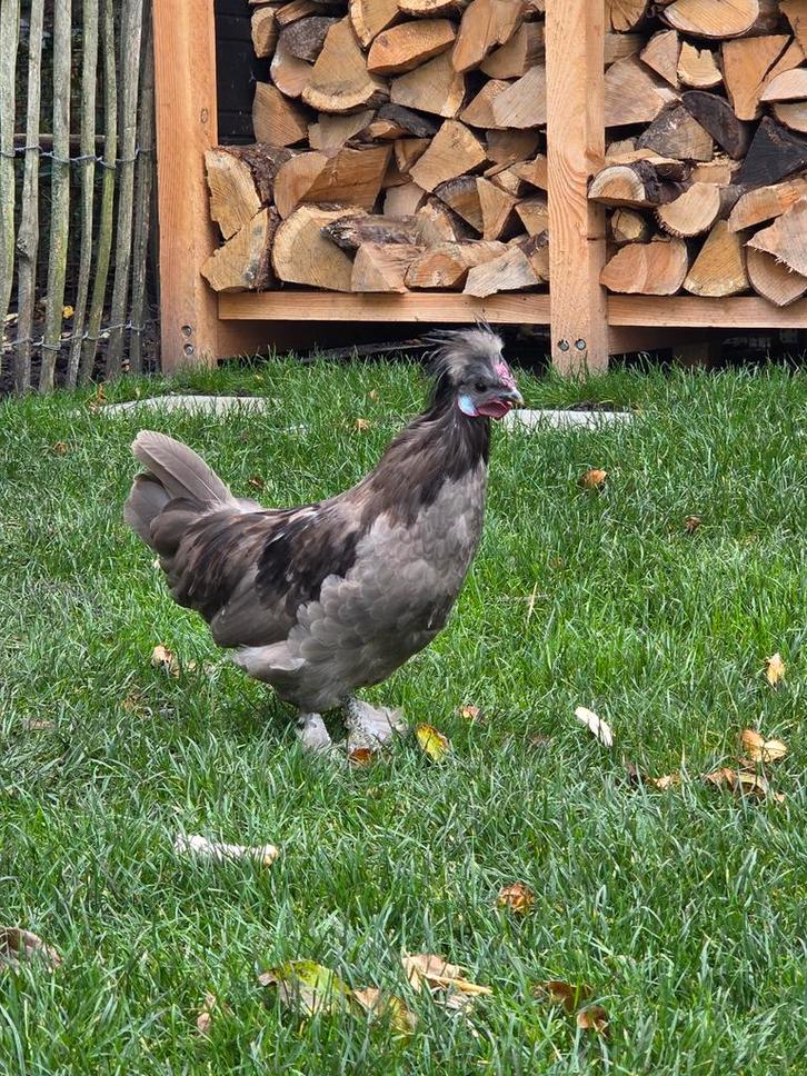 Prachtig haantje zoekt goed tehuis, Dieren en Toebehoren, Pluimvee, Kip, Mannelijk