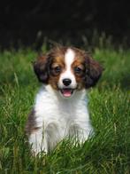Schattige kleine kooiker pups mogen het nestje verlaten, Dieren en Toebehoren, Honden | Retrievers, Spaniëls en Waterhonden, Overige rassen