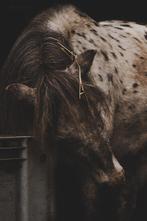 Stalhulp gezocht!, Dieren en Toebehoren, Stalling en Weidegang
