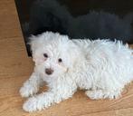 Maltipoo puppy’s, Dieren en Toebehoren, Overige rassen, CDV (hondenziekte), 8 tot 15 weken, Meerdere