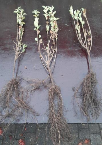 Ligustrum ovalifolium Aureum 30/40 en 40/60 Bonte liguster beschikbaar voor biedingen