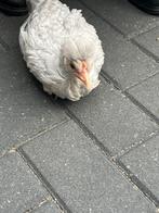 Cream legbar kuikens, Dieren en Toebehoren, Pluimvee, Geslacht onbekend, Kip