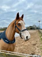 GEZOCHT!! Stalling Borger/Ees/Exloo/Schoonloo/Gasselte/Eext, Dieren en Toebehoren, Stalling en Weidegang, 1 paard of pony, Stalling