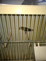 Tk sijs man geringd 2024 zit buiten zie foto's, Dieren en Toebehoren, Vogels | Overige Vogels, Mannelijk, Wildzangvogel, Geringd