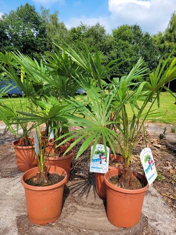 Trachycarpus Fortunei palmboom winterhard beschikbaar voor biedingen