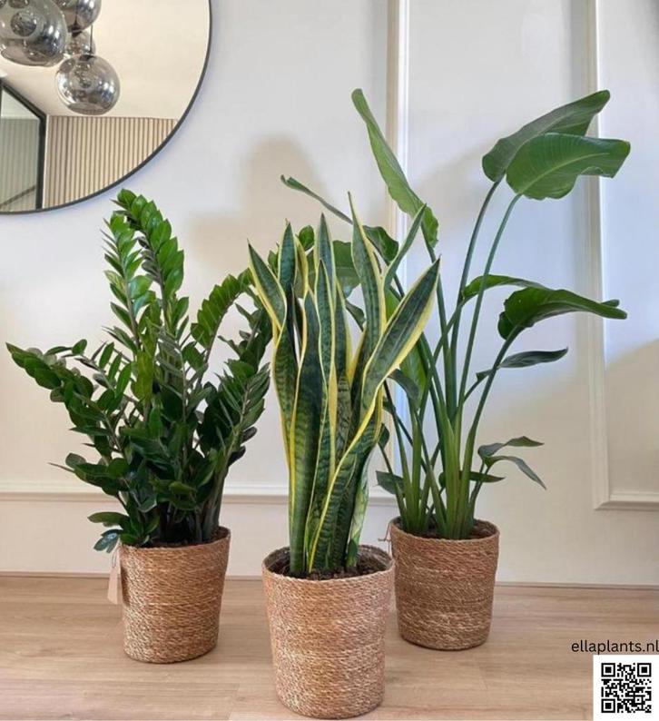 3 for 120- Zamioculcas &Sansevieria & Strelitzia Nicolai, Huis en Inrichting, Kamerplanten, Minder dan 100 cm, Groene kamerplant