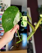 Monstera variegata stek, Huis en Inrichting, Kamerplanten, Ophalen, Overige soorten, Minder dan 100 cm