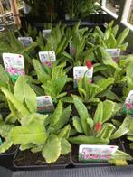 Primula Vialii - Orchideeprimula, Tuin en Terras, Planten | Tuinplanten, Vaste plant, Halfschaduw, Zomer, Ophalen