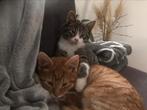 Kittens op zoek naar : Nieuw goed huisje, Dieren en Toebehoren, Meerdere dieren, Ontwormd, 0 tot 2 jaar