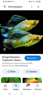 Te koop gevraagd, Vis