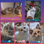 100 % raszuivere ragdoll kittens, Dieren en Toebehoren, Katten en Kittens | Raskatten | Langhaar, Meerdere dieren, Gechipt
