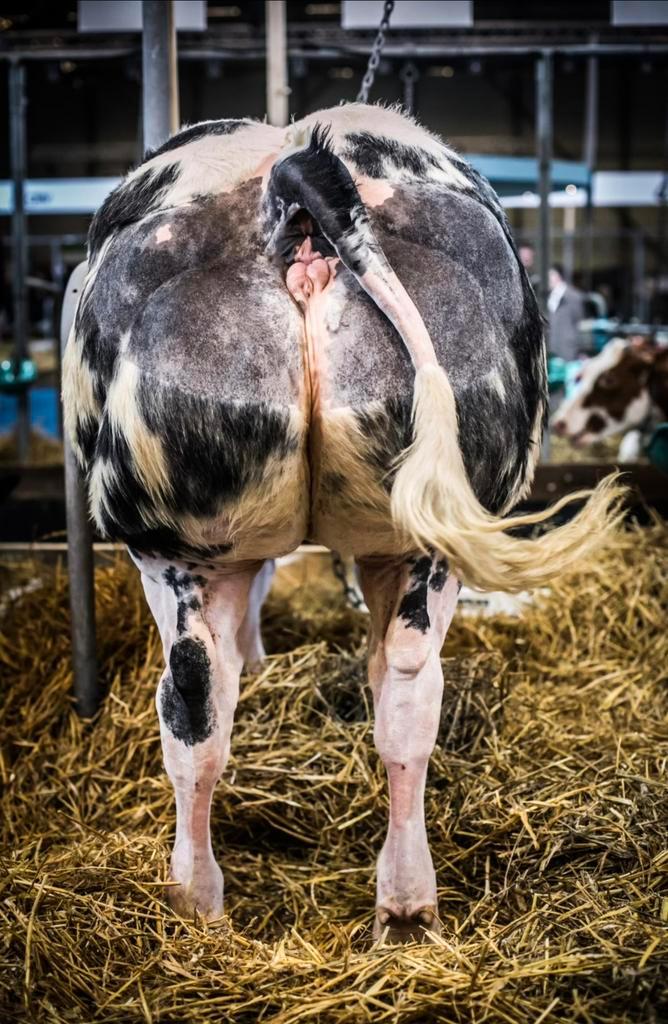 Gevraagd: Luxe Vleesvee !!!, Dieren en Toebehoren, Runderen, Meerdere dieren