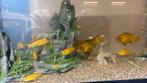 labidochromis caeruleus, Vis, Zoetwatervis