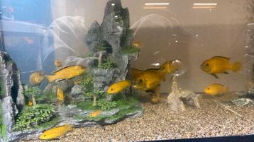labidochromis caeruleus beschikbaar voor biedingen