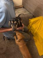 Dwerg teckel mix pups, Particulier, 15 weken tot 1 jaar, Dwerg, CDV (hondenziekte)