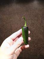 Paarse Jalapeño chili peper zaden - 10 zaden, Verzenden, Gehele jaar, Volle zon, Zaad