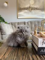 Perzische katertje, Dieren en Toebehoren, Katten en Kittens | Raskatten | Langhaar, Kater, 0 tot 2 jaar