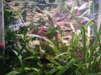 Endler guppen, Dieren en Toebehoren, Vissen | Aquariumvissen, Vis