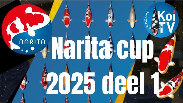 narita cup koi, Dieren en Toebehoren, Vissen | Vijvervissen, Karper of Koi