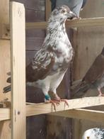 1 koppel Perzische/iraanse hoogvliegers, Dieren en Toebehoren, Vogels | Duiven, Meerdere dieren