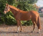 Zangersheide allround sport E pony 3.5 jaar, Dieren en Toebehoren, Pony's, Ruin, D pony (1.37m tot 1.48m), 3 tot 6 jaar