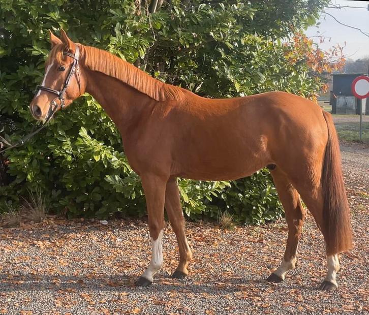 Zangersheide allround sport E pony 3.5 jaar, Dieren en Toebehoren, Pony's, Ruin, D pony (1.37m tot 1.48m), 3 tot 6 jaar