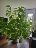 Grote kamerplant - Mooie bladeren!, Huis en Inrichting, Kamerplanten, Ophalen, Overige soorten, Halfschaduw, In pot