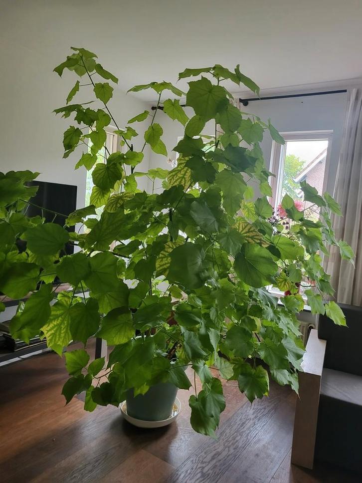 Grote kamerplant - Mooie bladeren!, Huis en Inrichting, Kamerplanten, Overige soorten, 150 tot 200 cm, Groene kamerplant, Halfschaduw