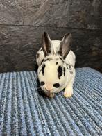 Ram dwerg rex dalmatiër, Mannelijk, Dwerg, 0 tot 2 jaar