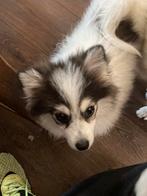 Pomsky mini F2 pups familie*  zie beelden, 15 weken tot 1 jaar, Overige rassen, CDV (hondenziekte), Geslacht onbekend