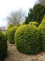 Buxus bollen 50-90cm in pot v.a. € 25,00. Mooie vaste vorm., Tuin en Terras, Minder dan 100 cm, Buxus, Struik, Ophalen