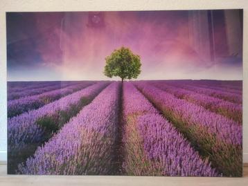 Schilderij Lavendelveld met Boom op Glas beschikbaar voor biedingen