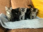 Kittens gereserveerd, Meerdere dieren