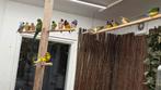 Gouldamadines, Dieren en Toebehoren, Vogels | Overige Vogels, Meerdere dieren