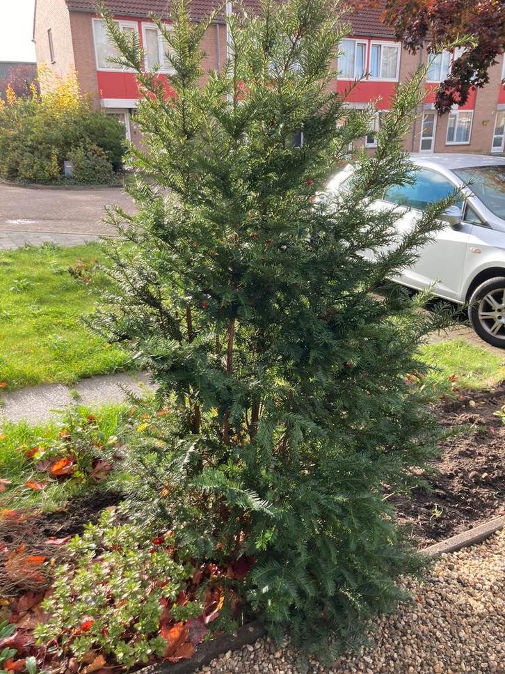 Gratis struiken- Zelf Uithalen!, Tuin en Terras, Planten | Bomen, Overige soorten, 250 tot 400 cm, Volle zon, Bloeit niet, Ophalen