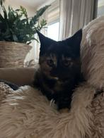 Mooie X Maine Coon /Britse KH kittens, Poes, Gechipt, 0 tot 2 jaar