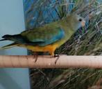 Splendid pop., Vrouwelijk, Parkiet