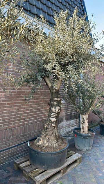 Olea europaea olijfboom 