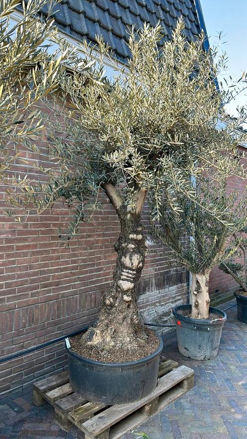 Olea europaea olijfboom, Tuin en Terras, Planten | Bomen, Olijfboom, 100 tot 250 cm, Volle zon, Lente, Ophalen of Verzenden