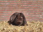 Nederlandse hangoor dwerg ram gecastreerd choco bruin, Dieren en Toebehoren, Konijnen, Mannelijk, Dwerg, Hangoor