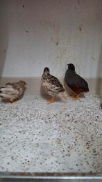 Trio chinese dwergkwartels te koop, Dieren en Toebehoren, Vogels | Overige Vogels, Meerdere dieren, Tropenvogel