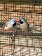 Spitsstaartamadines, Dieren en Toebehoren, Meerdere dieren, Tropenvogel